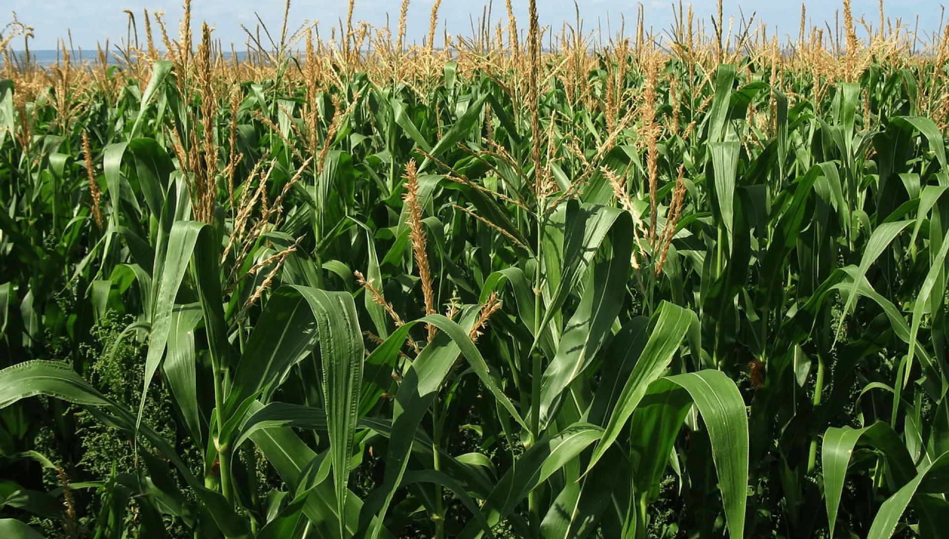 Producción agrícola Grupo Venport